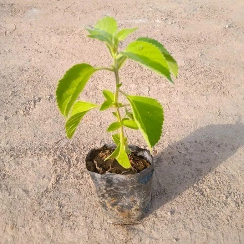 Laung Tulsi / Basil in 3 Inch Nursery Bag