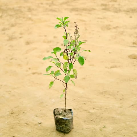 Rama Tulsi  in 3 Inch Nursery Bag