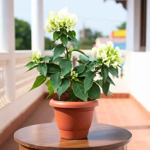 Bougainvillea White in 7 Inch Terracotta Red Classy Plastic Pot