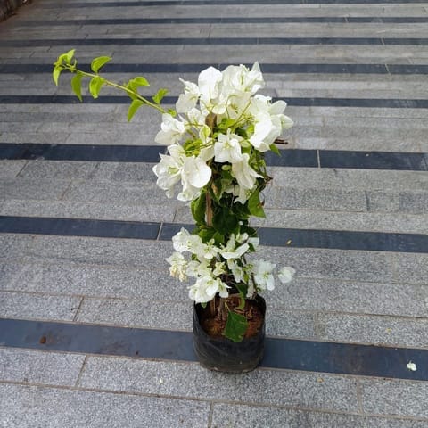 Bougainvillea White in 8 Inch Nursery Bag