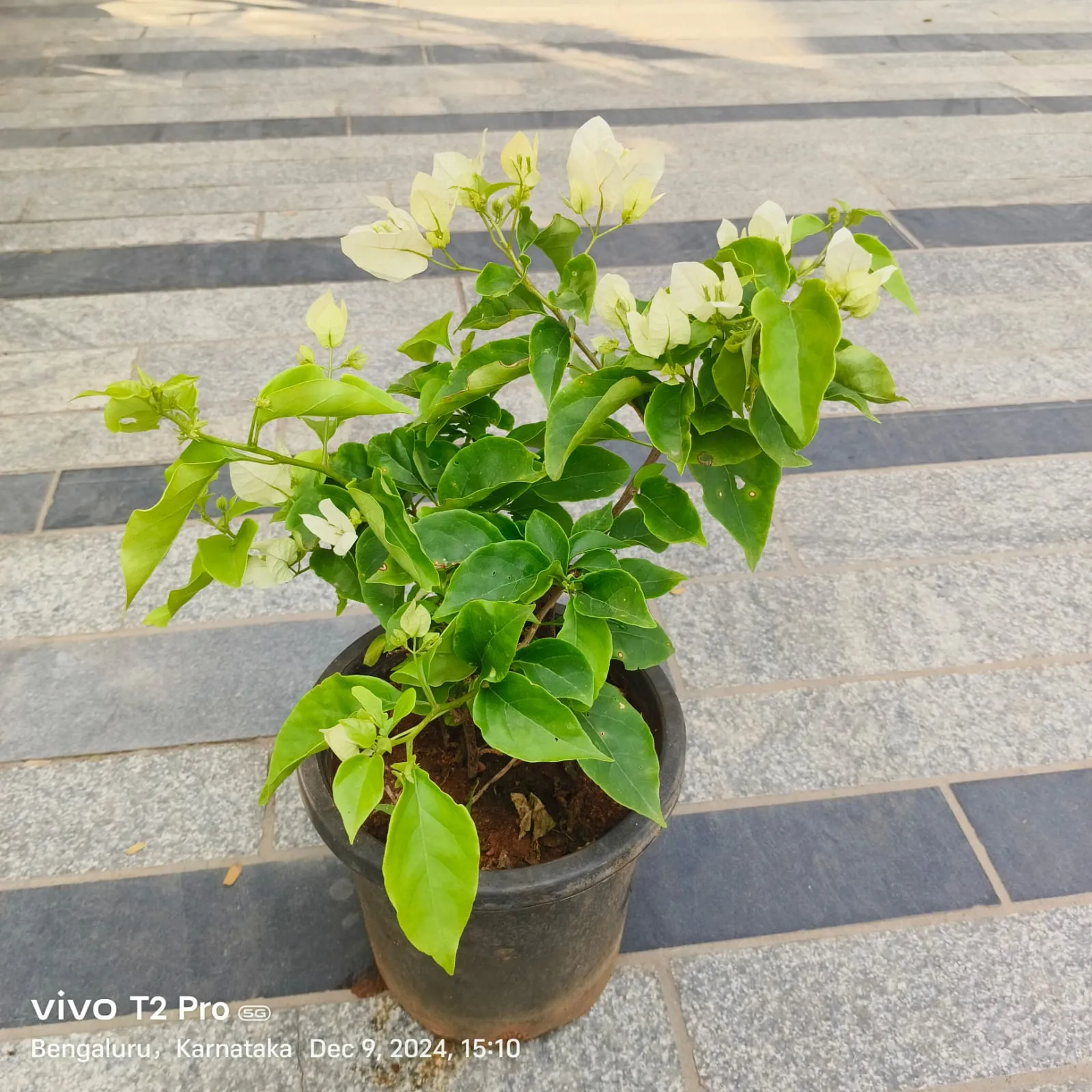 Bougainvillea White in 8 Inch Nursery Pot