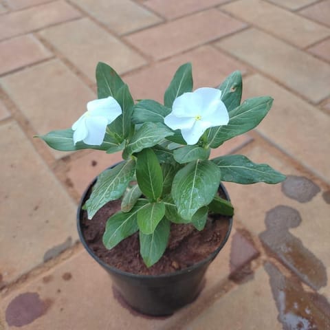 Periwinkle / Sadabahar / Vinca in 4 Inch Nursery Pot (Any Colour)