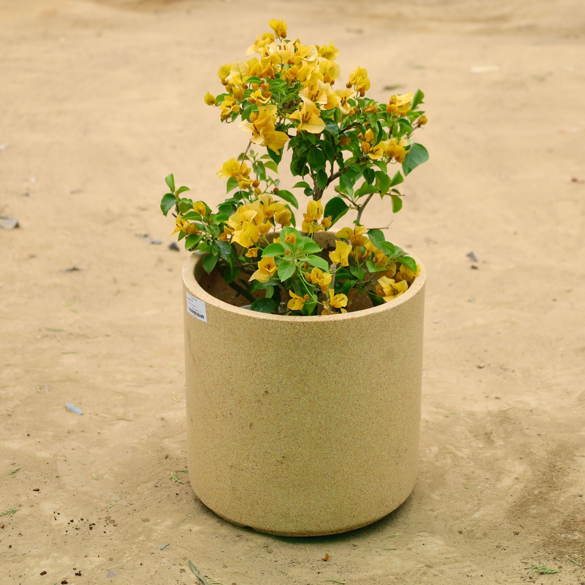Bougainvillea Yellow in 11 X 11 Inch Sandstone Premium Dochieo Fiberglass Planter