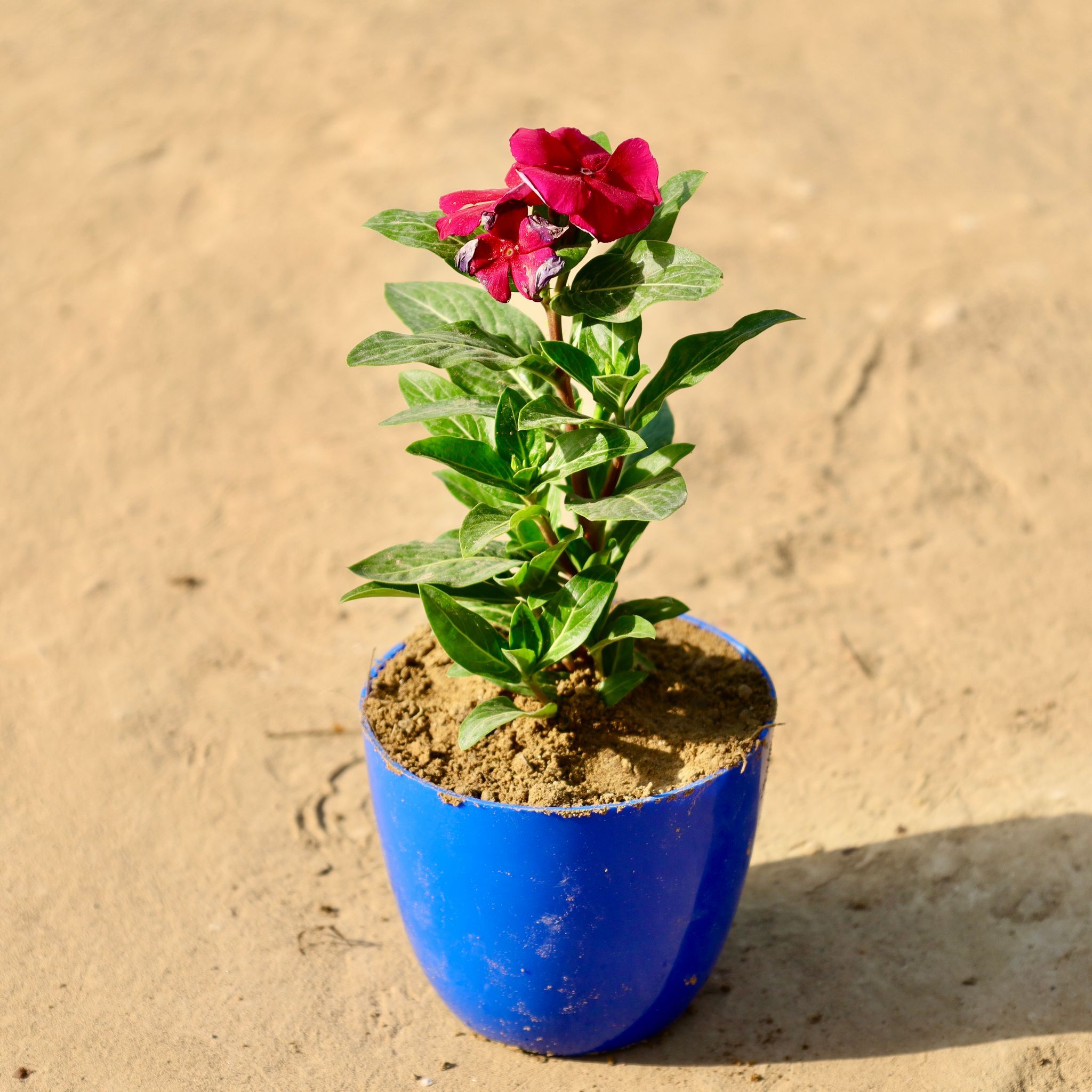 Periwinkle / Sadabahar / Vinca (Any Colour) in 4 Inch Blue Premium Orchid Round Plastic Pot