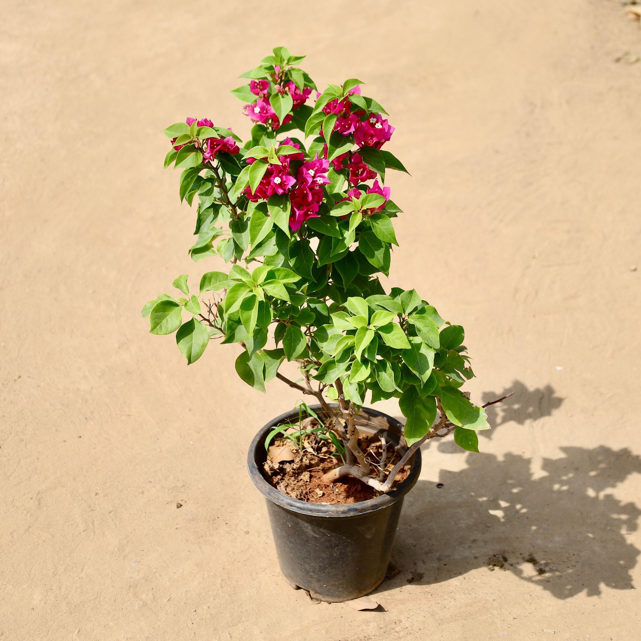 Bougainvillea Red? in 8 inch Black Nursery Pot
