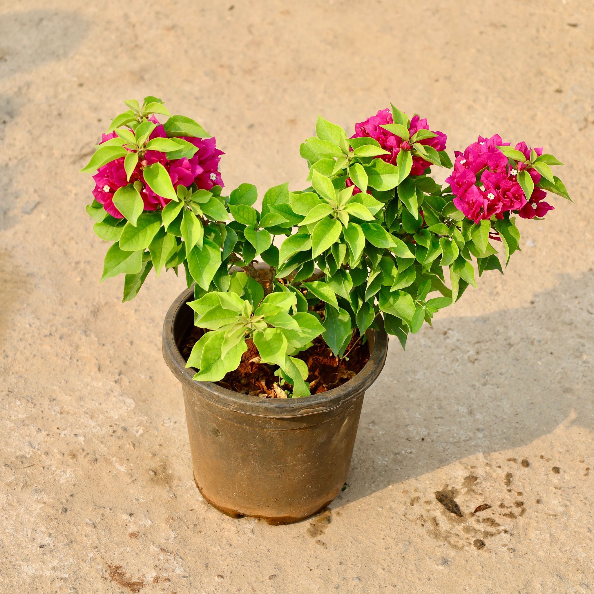 Bougainvillea Thai (Any Colour) in 8 Inch Nursery Pot