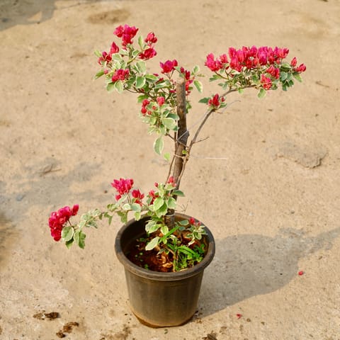 Bougainvillea Thai (Any Colour) in 8 Inch Nursery Pot