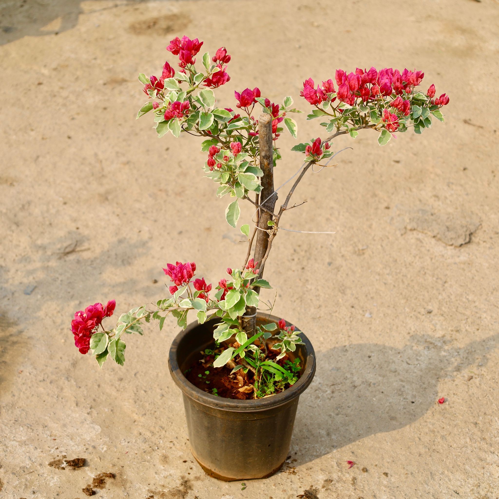 Bougainvillea Thai (Any Colour) in 8 Inch Nursery Pot