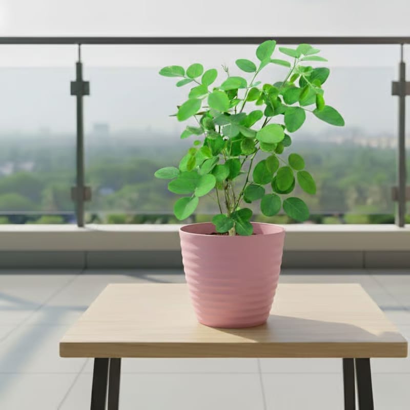 Gift Ready - Aparajita / Asian Pigeonwings (Any Colour) in 5 Inch Candy-Blush Pink Avora Premium Plastic Planter