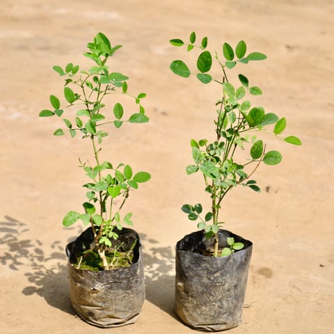 Set of 2 - Aparajita / Asian Pigeonwings (Any Colour) in 4 Inch Nursery Bag