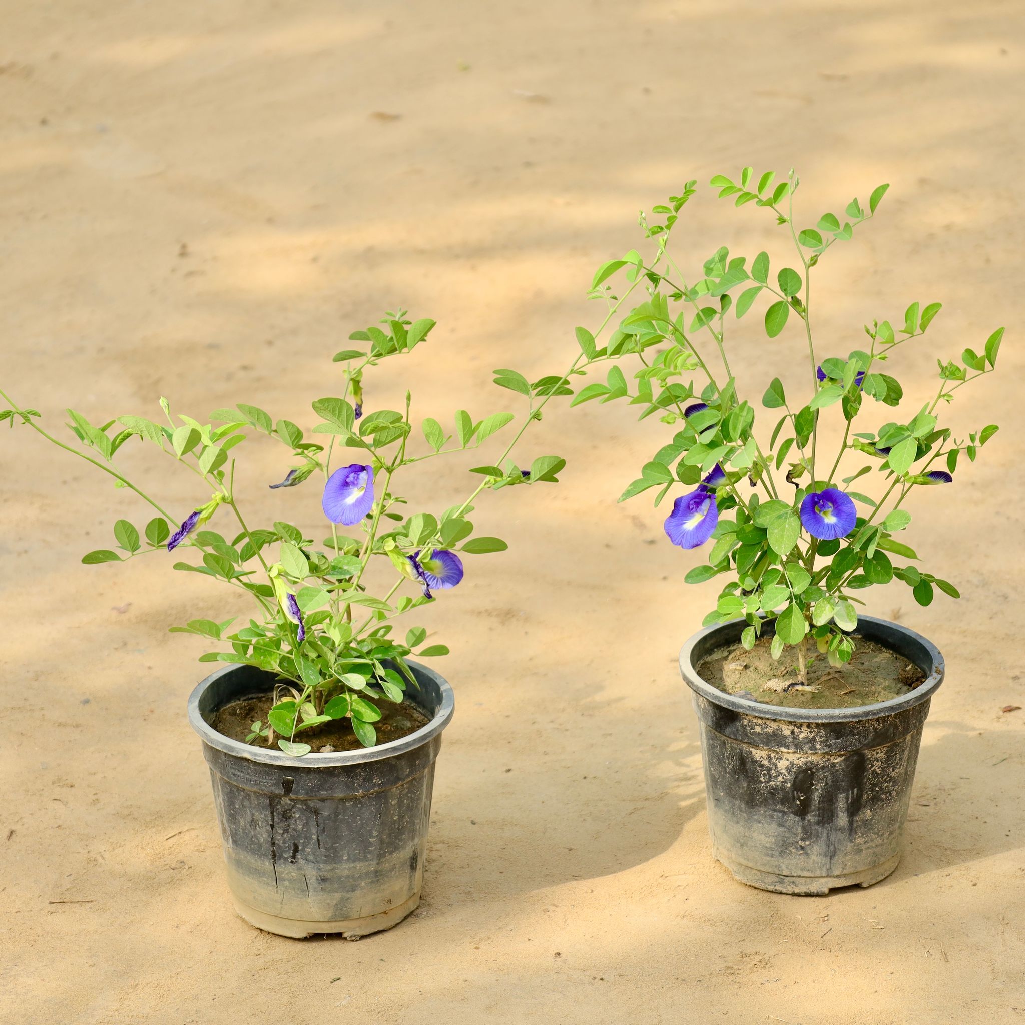 Set of 2 - Aparajita / Asian Pigeonwings (Any Colour) in 6 Inch Nursery Pot