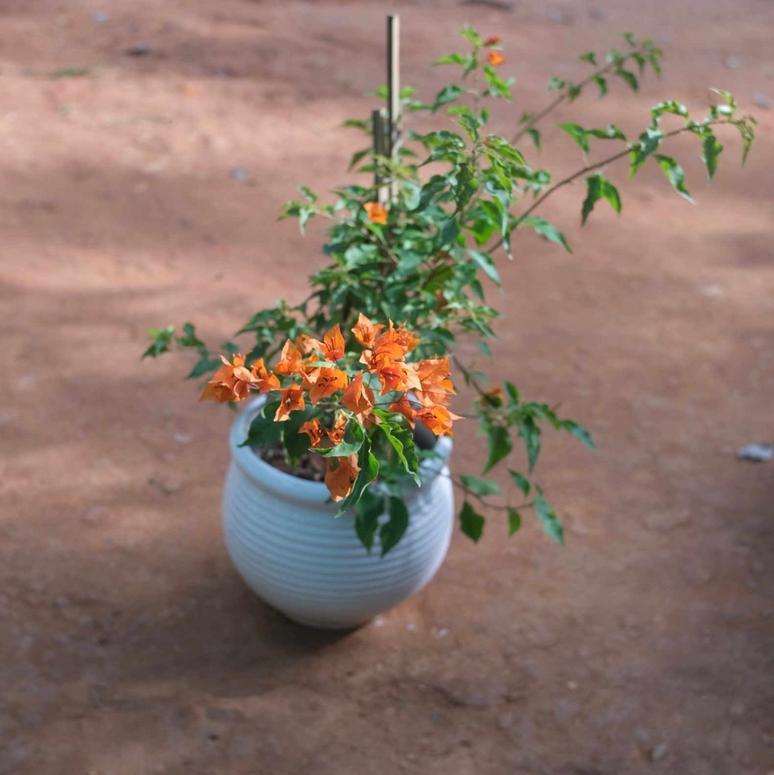 Bougainvillea Orange  in 12 Inch Round Matki Art Printed Handcrafted Ceramic Pot- Gloss Finish Indoor Plant Pot, Succulent Planter, Home D�cor