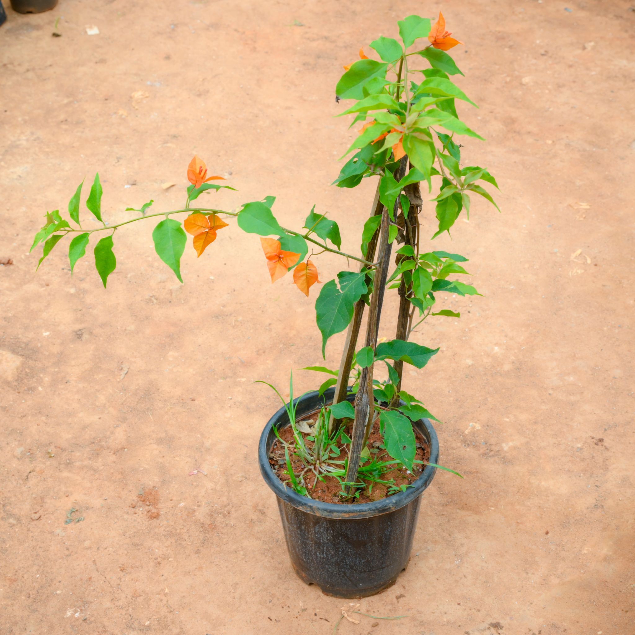 Bougainvillea Orange (~ 2 Ft) in 10 Inch Nursery Pot