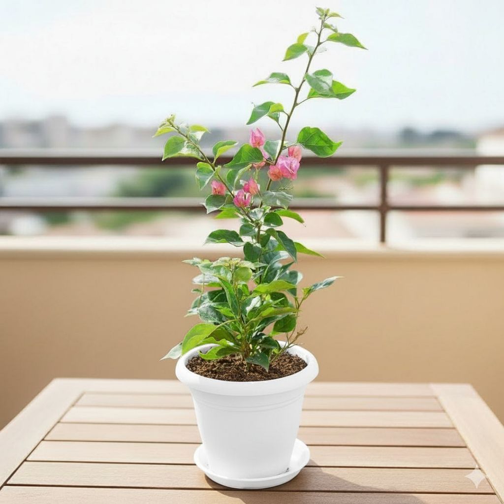 Bougainvillea Pink in 8 Inch White Classy Plastic Pot with tray