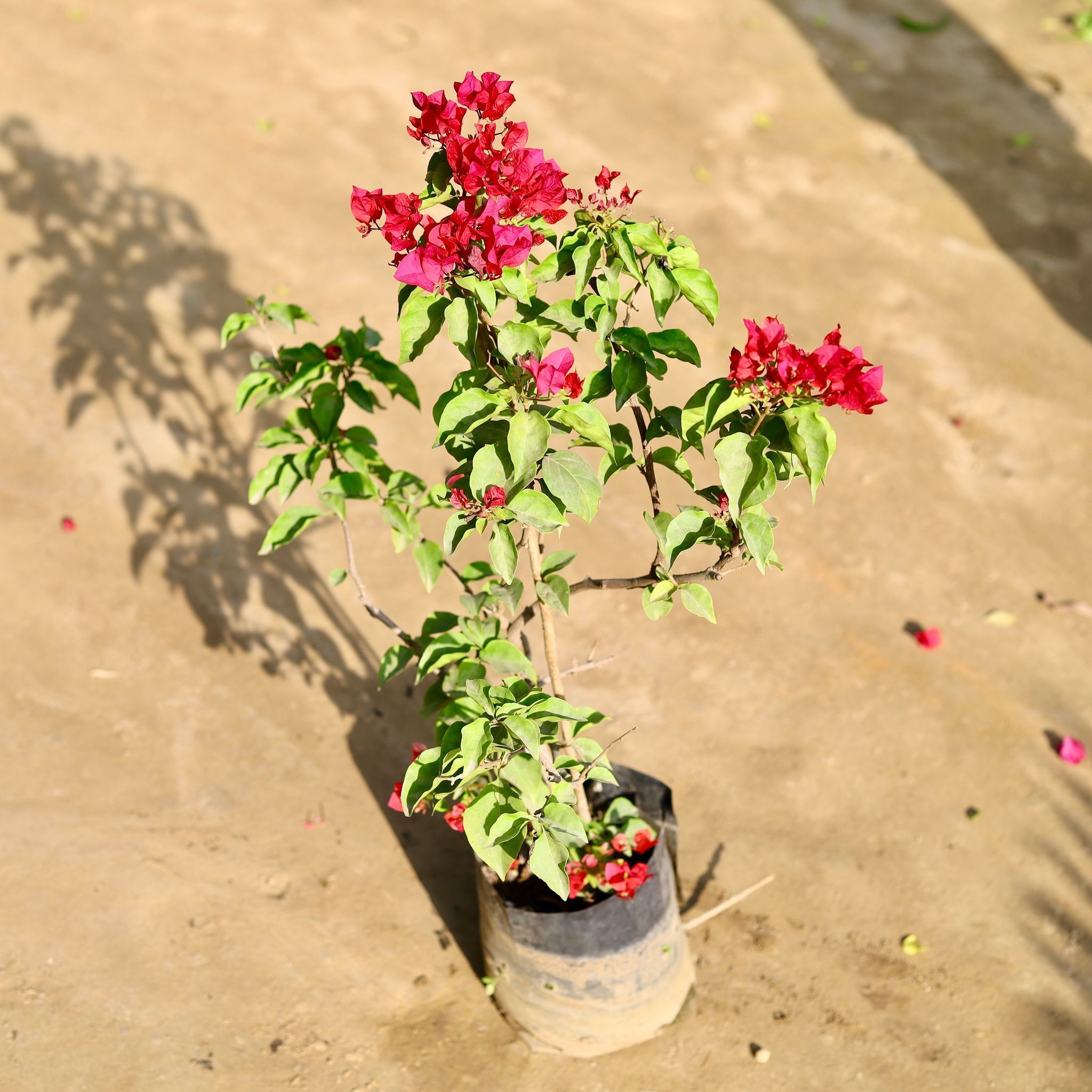 Bougainvillea Pink (~ 2 Ft) in 7 Inch Nursery bag