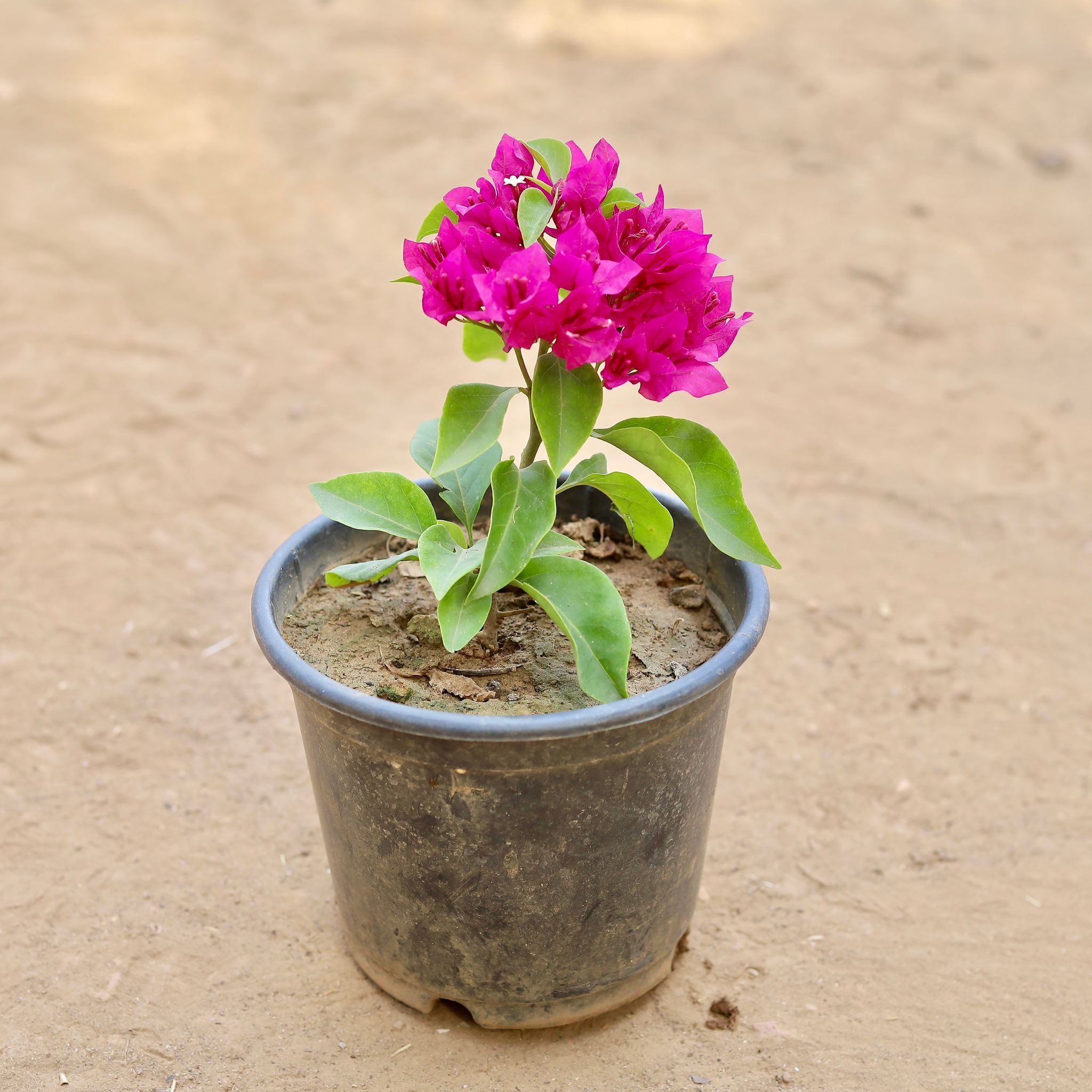 Bougainvillea Pink Beauty in 6 Inch Nursery Pot