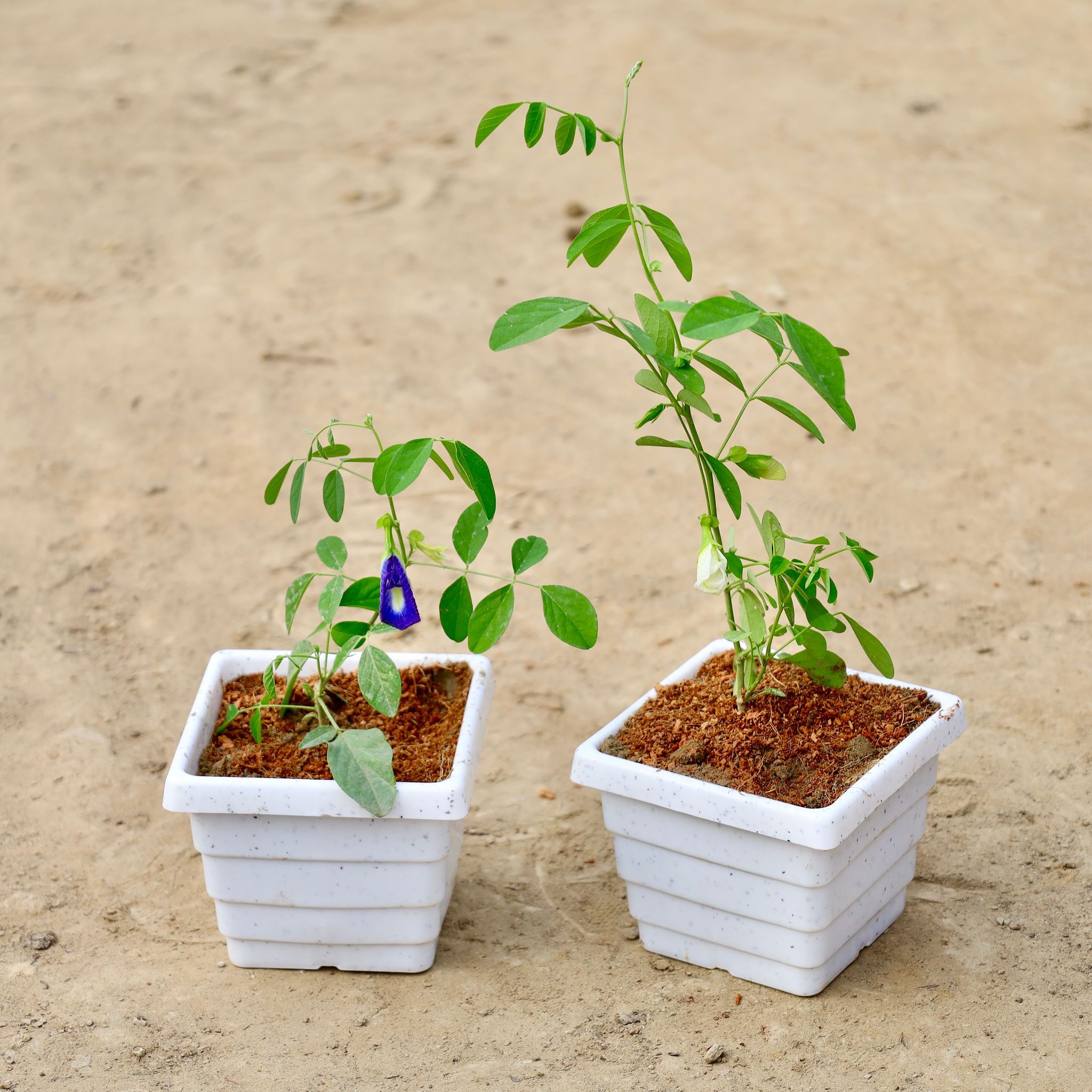 Set Of 2 - Aparajita (Any Colour) In 4 Inch White Marble Premium Orchid Square Plastic Pot