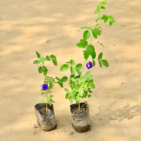 Set of 2 - Aparajita ( Any Colour ) in 4 Inch Nursery Bag