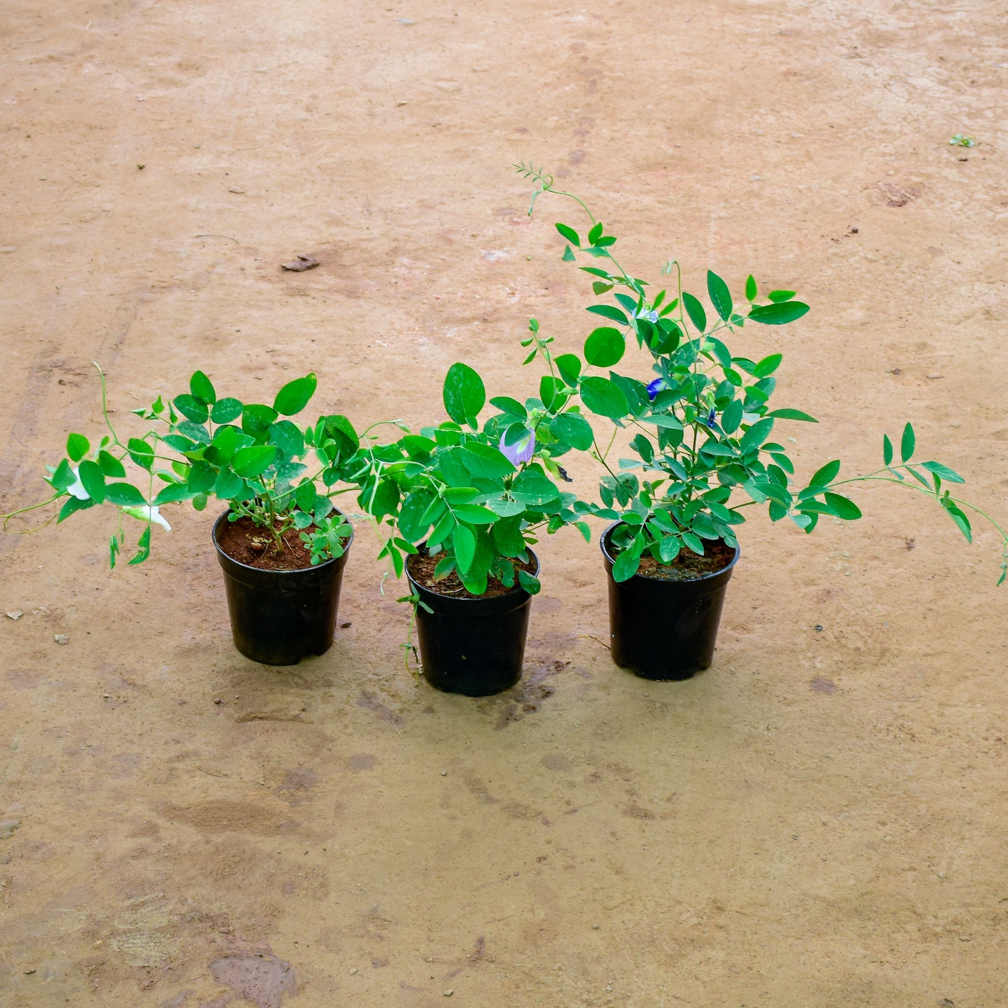 Set of 3 - Aparajita / Asian Pigeonwings (Any Colour) in 6 Inch Nursery Pot