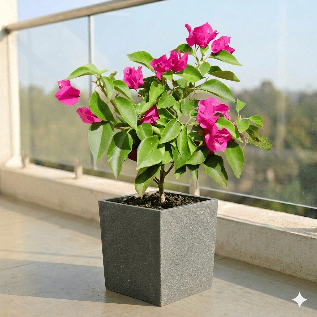 Bougainvillea Pink Dwarf in 8 X 8 Inch Grey Premium Kyvos Fiberglass Planter