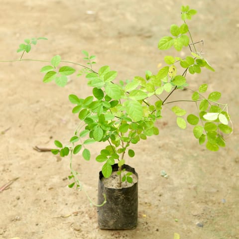 Aparajita Blue / Asian Pigeonwings (any colour) in 5 Inch Nursery Bag