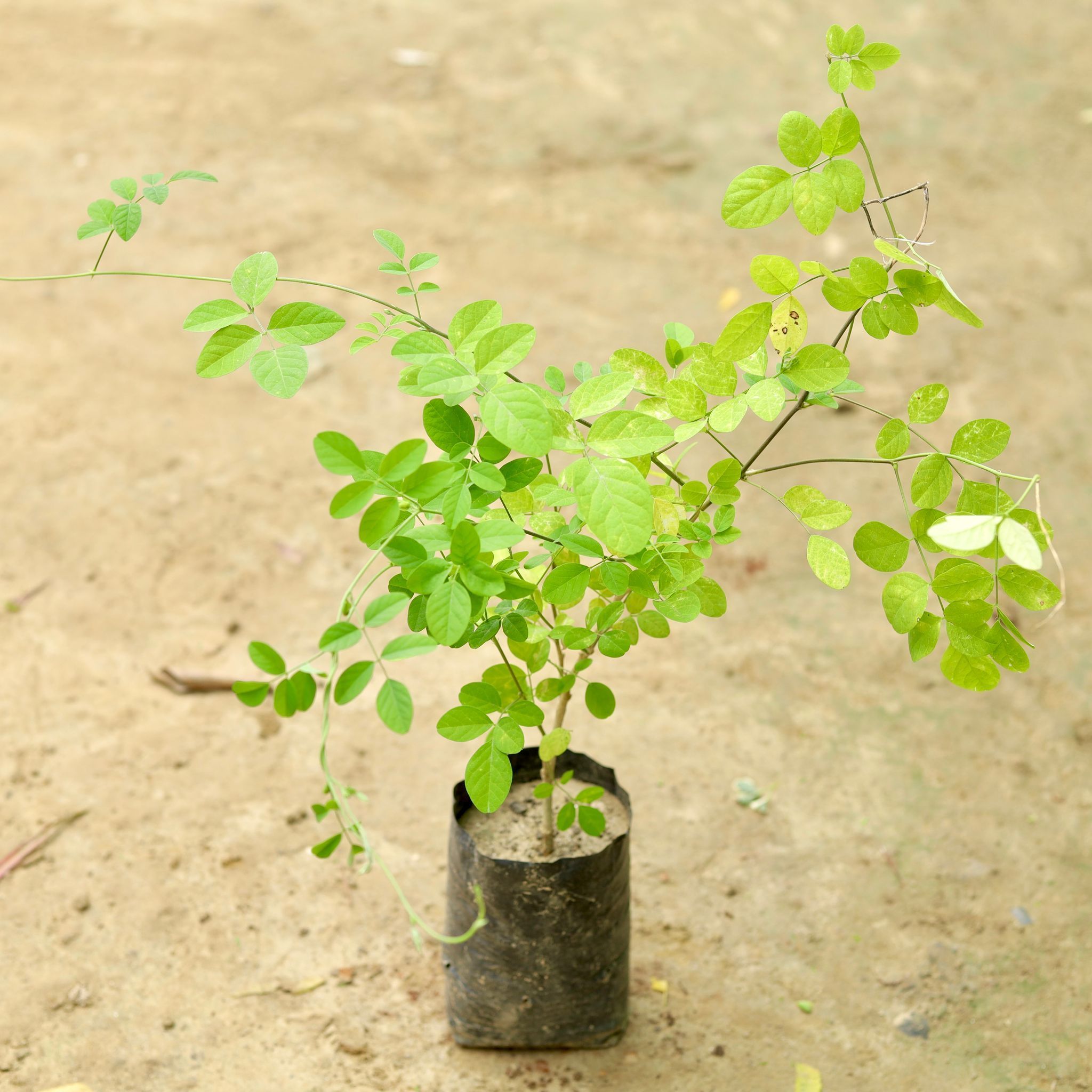 Aparajita Blue / Asian Pigeonwings (any colour) in 5 Inch Nursery Bag