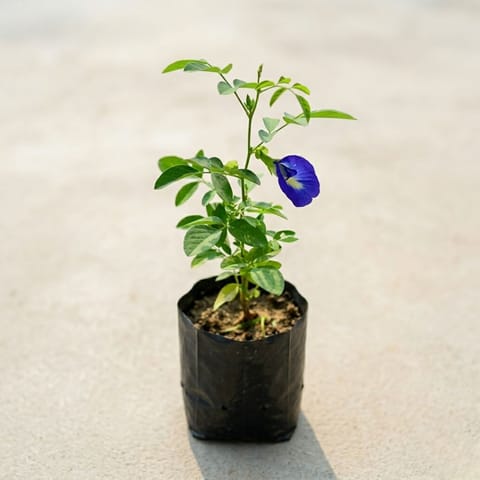 Aparajita Blue in 4 inch Nursery Bag