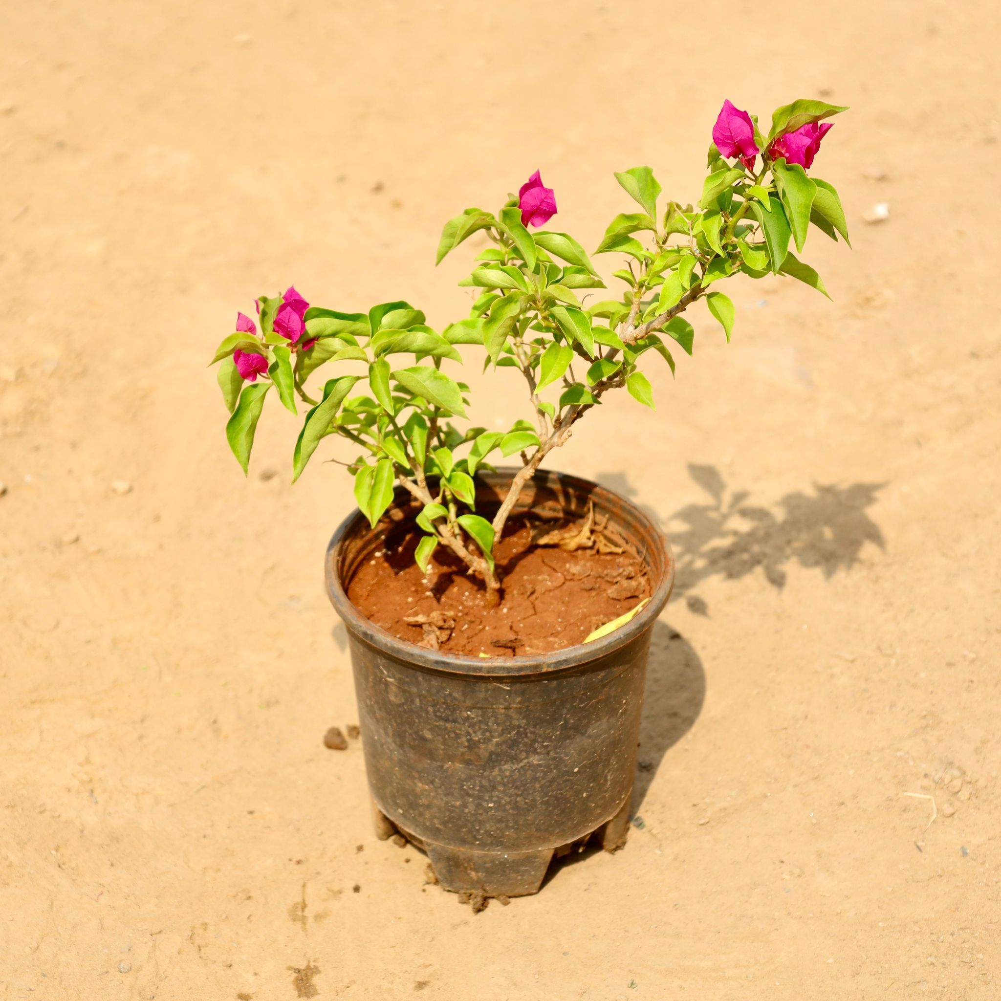 Bougainvillea (Any Colour) in 8 Inch Nursery Pot