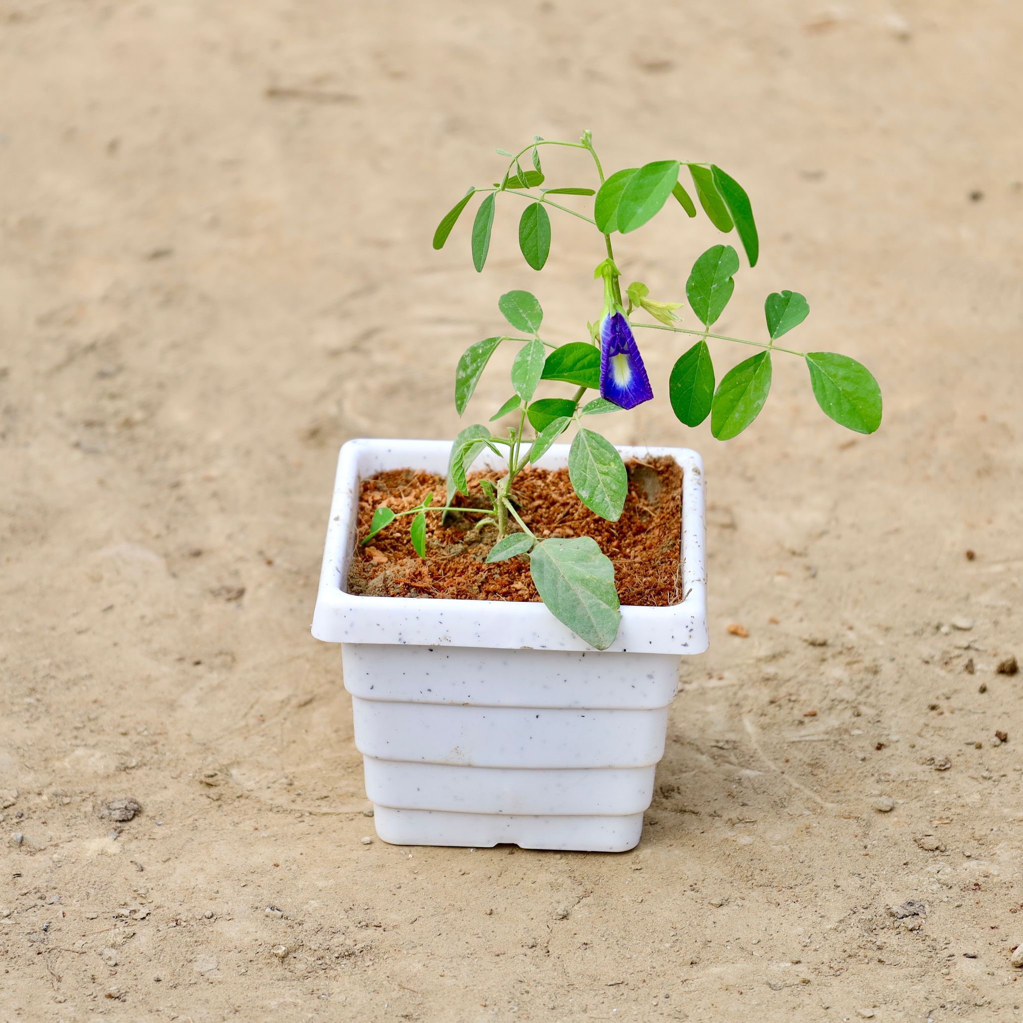 Aparajita ( Any Colour ) In 4 Inch White Marble Premium Orchid Square Plastic Pot