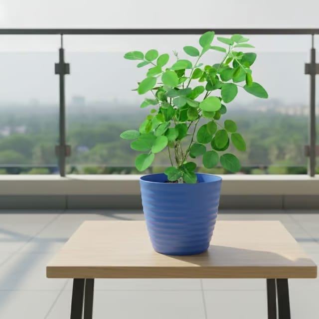 Aparajita ( Any Colour ) in 5 Inch (any colour) Avora Premium Plastic Planter