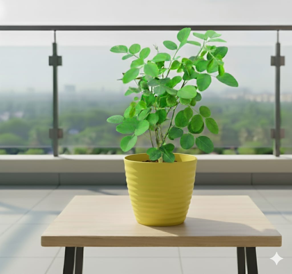 Aparajita ( Any Colour ) in 5 Inch Bloom Yellow Avora Premium Plastic Planter