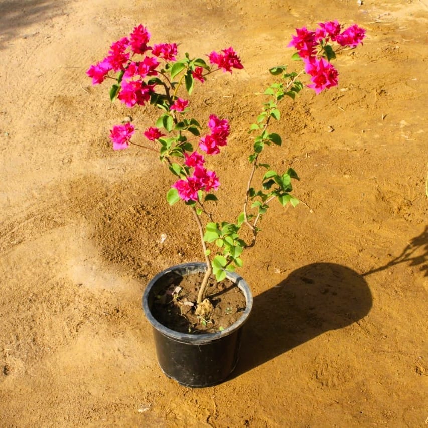 Bougainvillea (any colour) in 8 Inch Nursery Pot