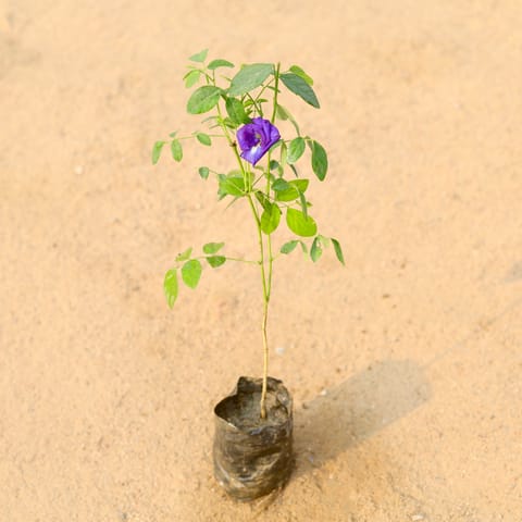 Aparajita double petal/ Asian Pigeonwings Blue in 4 Inch Nursery Bag