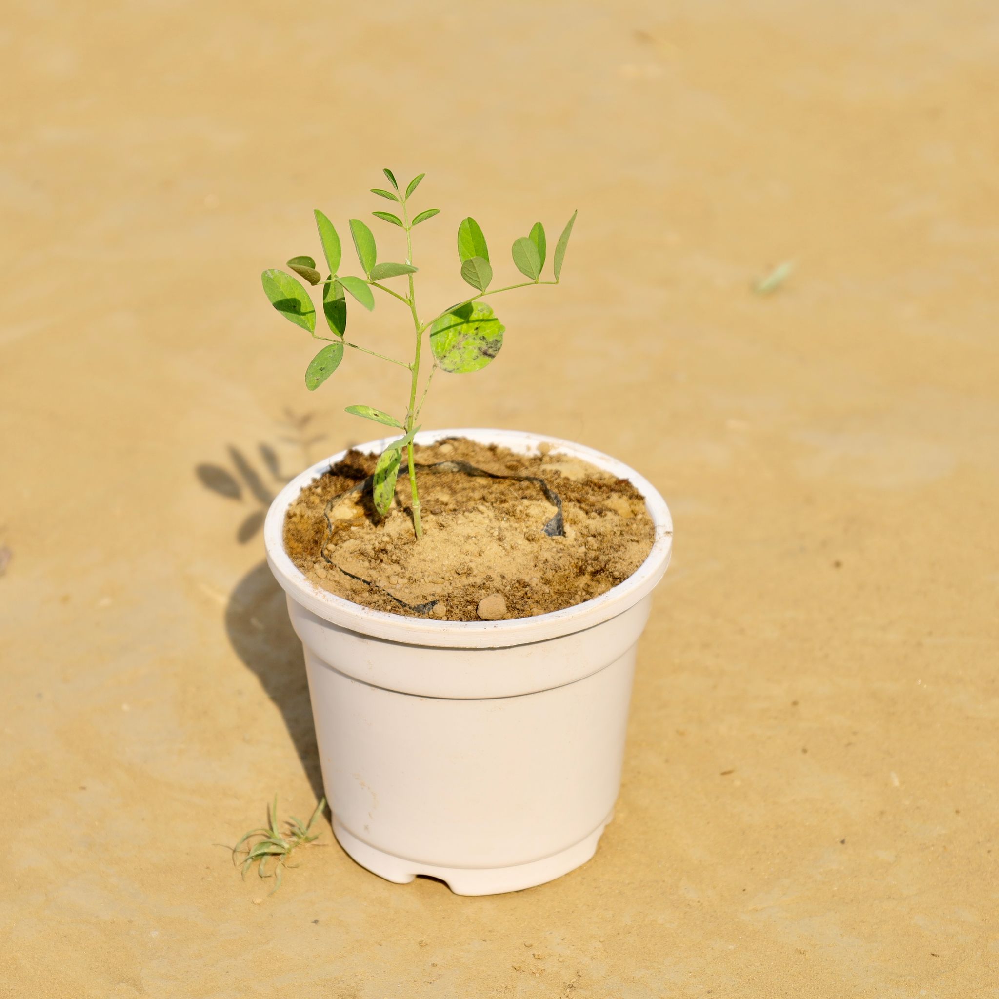 Aparajita in 4 Inch White Nursery Pot