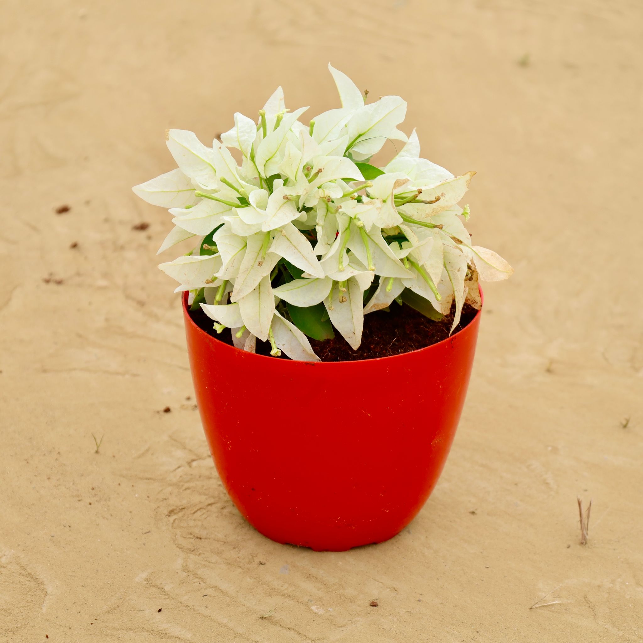 Bougainvillea Dwarf White in 6 Inch Red Premium Orchid Square Plastic Pot
