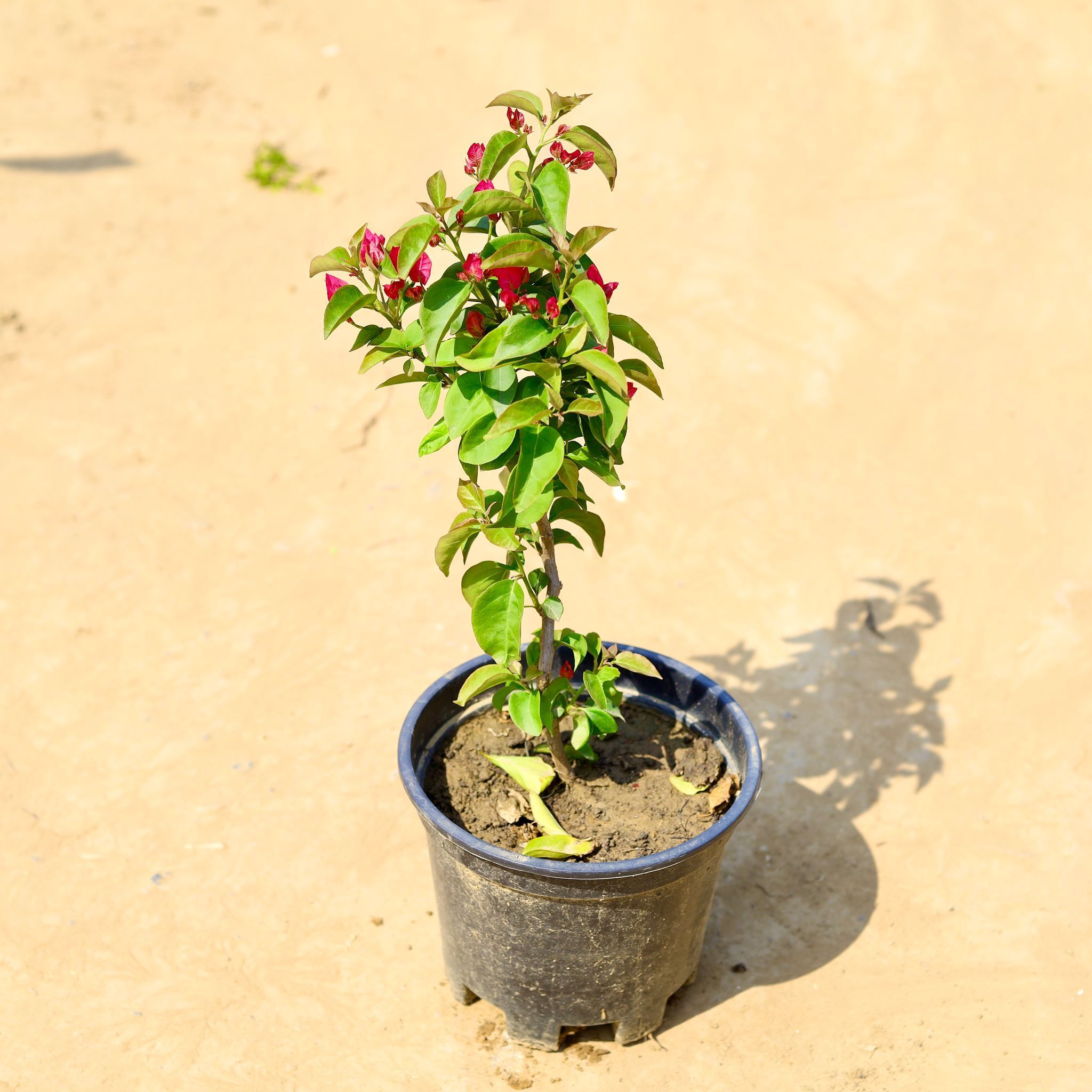Bougainvillea English (any colour) in 8 Inch Nursery Pot