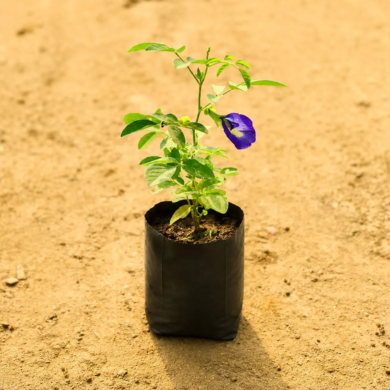 Aparajita / Asian Pigeonwings Blue in 3 Inch Nursery Bag