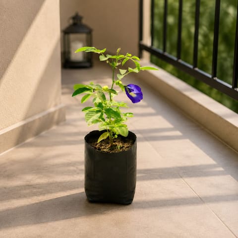 Aparajita / Asian Pigeonwings Blue in 3 Inch Nursery Bag