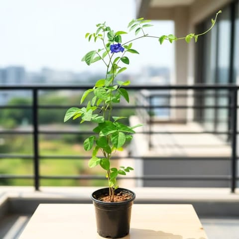 Aparajita / Asian Pigeonwings Blue in 4 Inch Nursery Pot