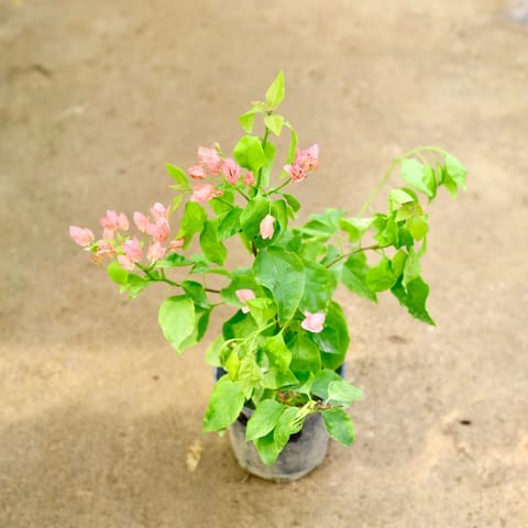 Bougainvillea (any colour) in 6 Inch Nursery Pot