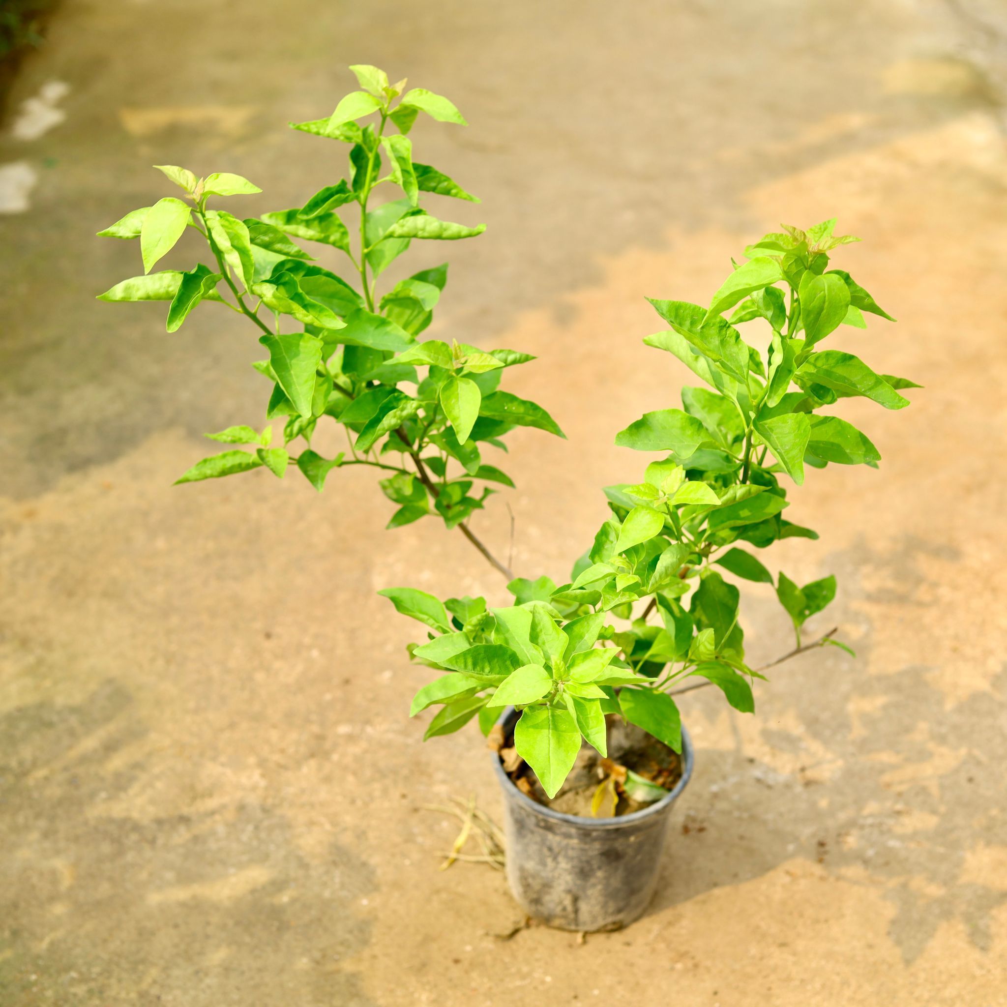 Bougainvillea (any colour) in 6 Inch Nursery Pot