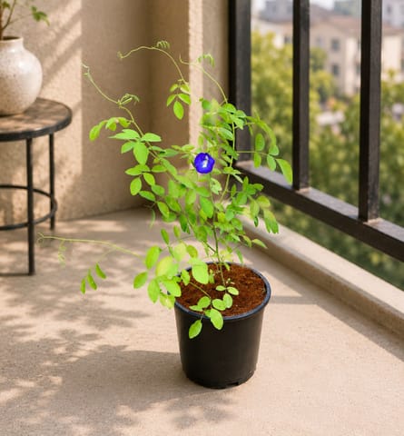 Aparajita / Asian Pigeonwings Blue in 6 Inch Nursery Pot