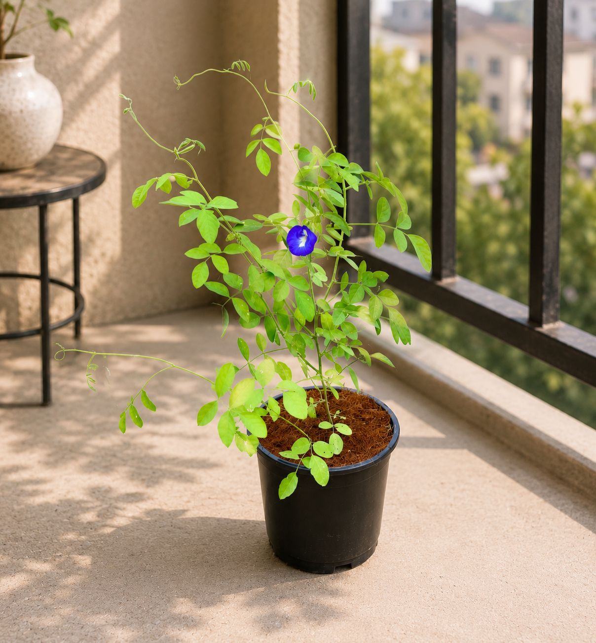 Aparajita / Asian Pigeonwings Blue in 6 Inch Nursery Pot