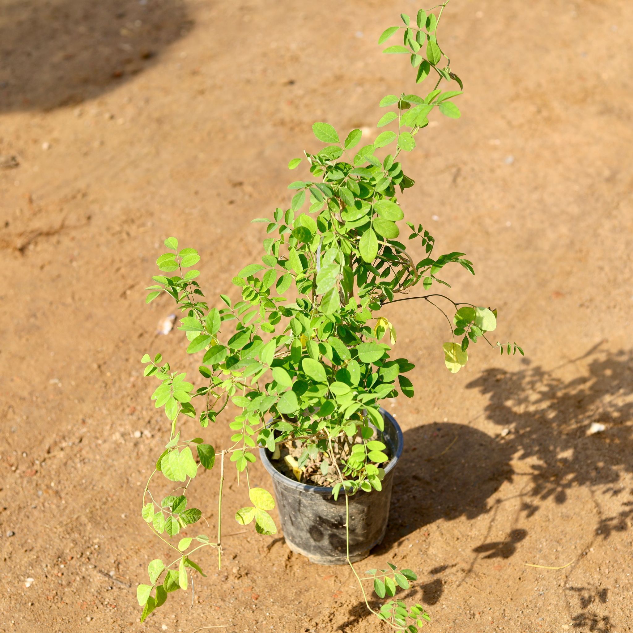Aparajita / Asian Pigeonwings White in 6 Inch Nursery Pot