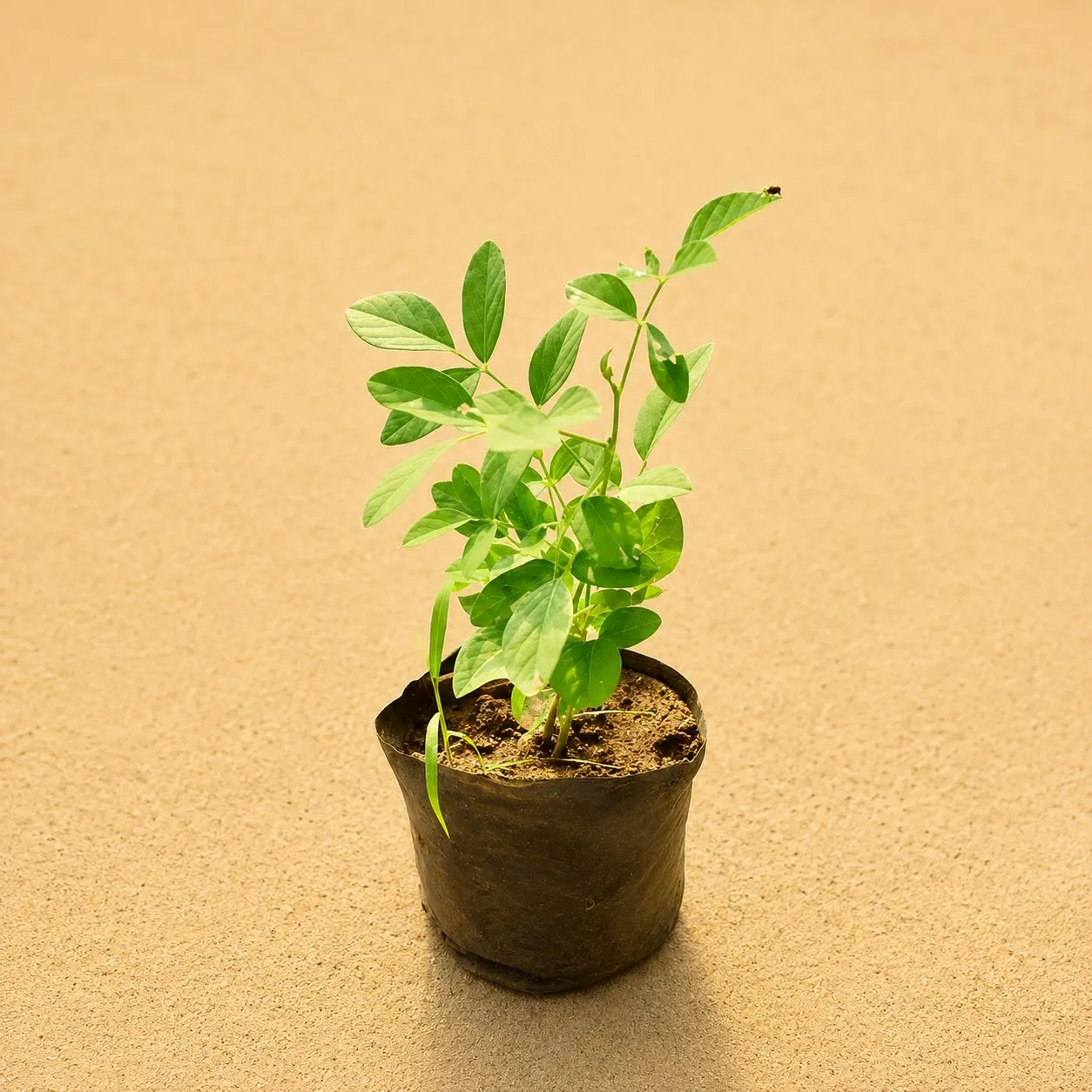 Aparajita (any colour) in 4 Inch Nursery Bag