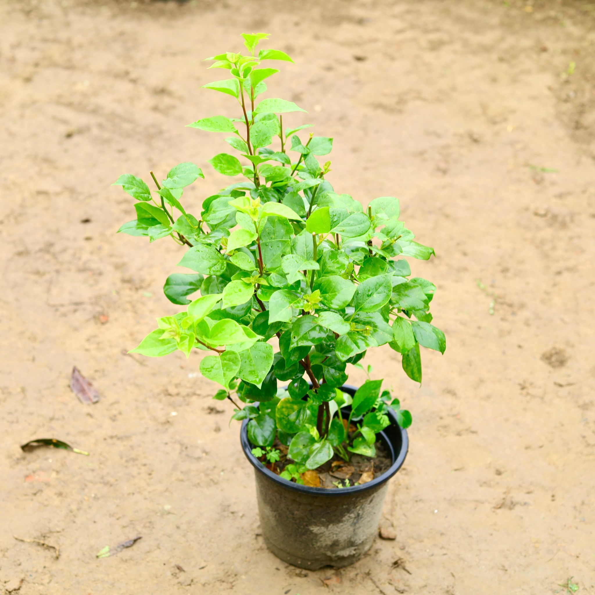 Bougainvillea (Any Colour) in 8 Inch Nursery Bag