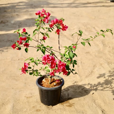 Bougainvillea (Any Colour) in 8 inch Nursery Pot