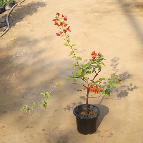 Bougainvillea (Any Colour) in 8 Inch Nursery Pot