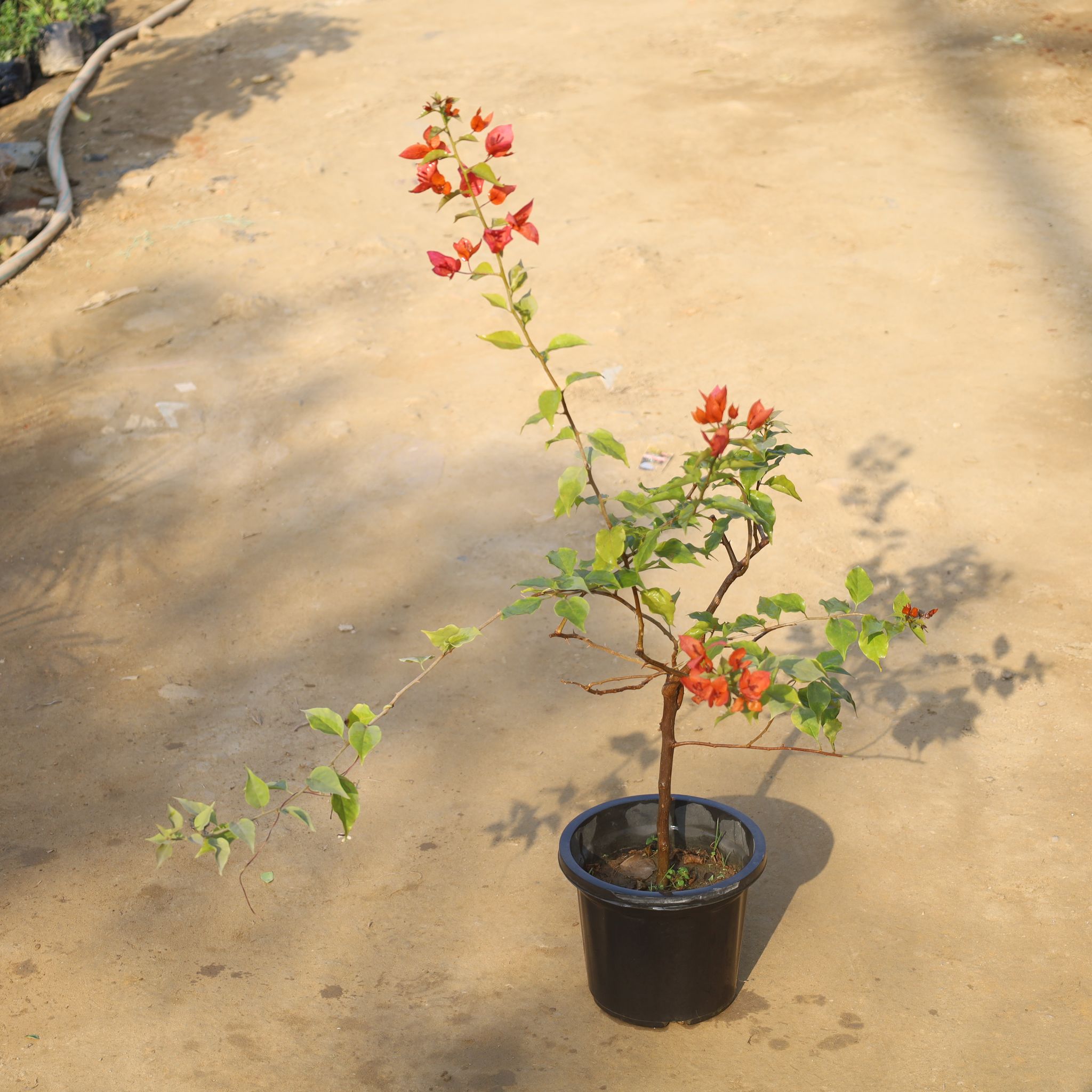 Bougainvillea (Any Colour) in 8 Inch Nursery Pot