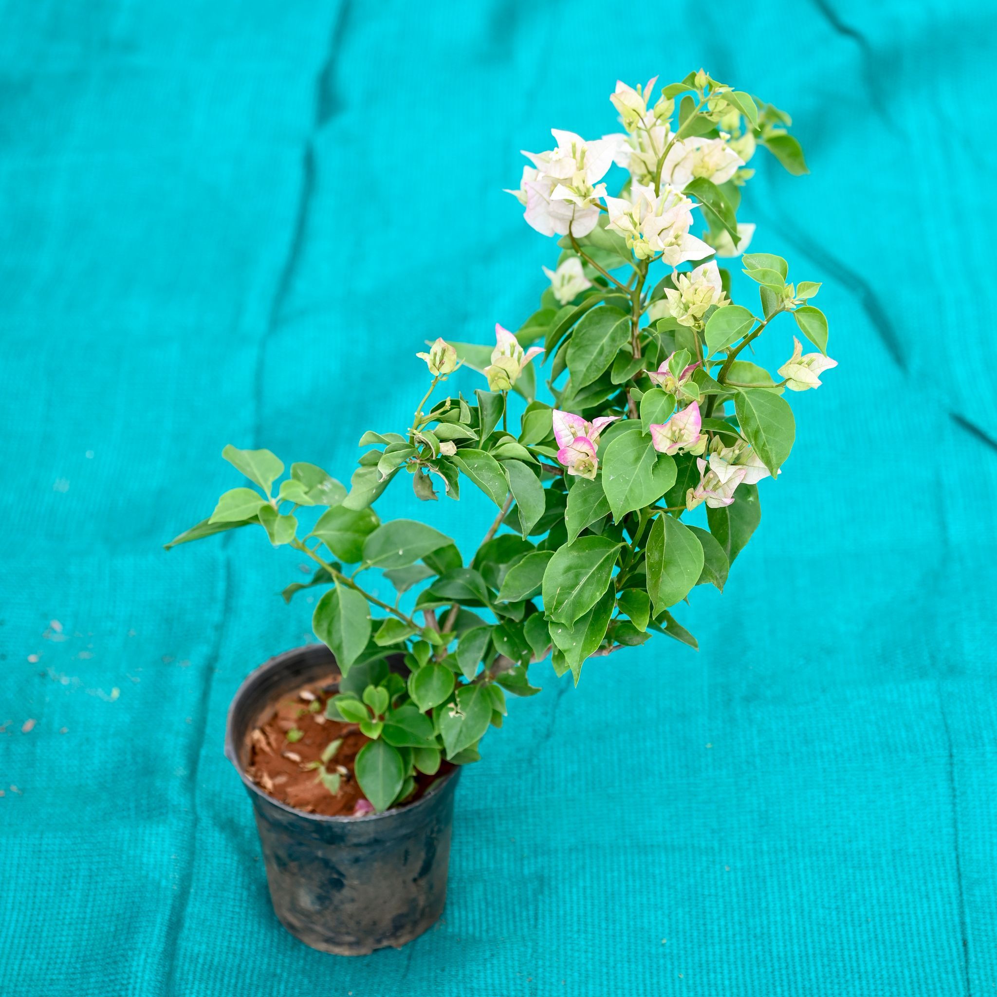 Bougainvillea (Any Colour) in 10 Inch Nursery Pot